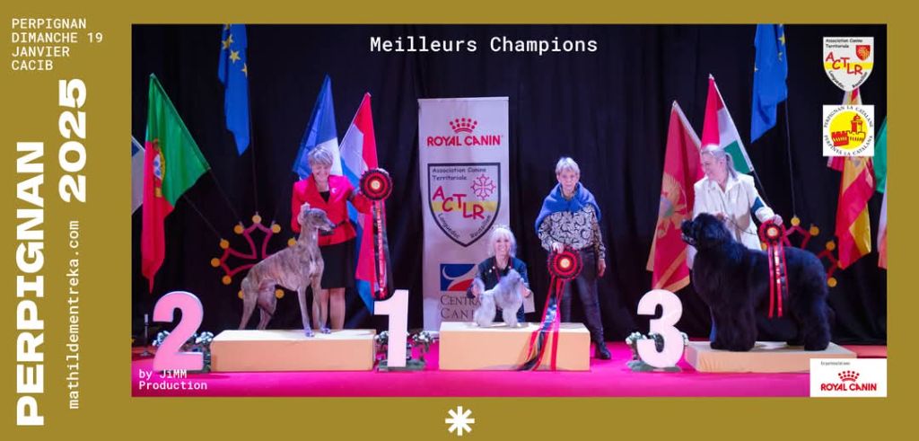 du Calife des Nuits Grises - BEST IN SHOW CHAMPION PERPIGNAN 2025