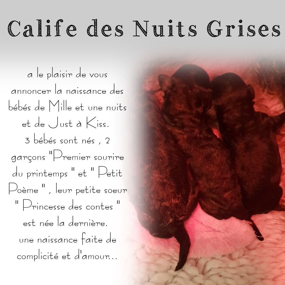 du Calife des Nuits Grises - Caniche - Portée née le 18/04/2019