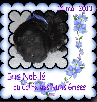 Iris Nobilé