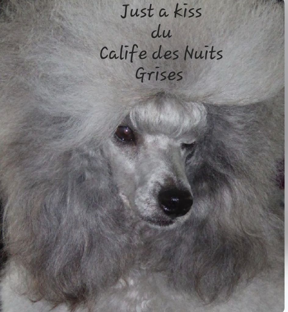 CH. Just a kiss for clea du Calife des Nuits Grises