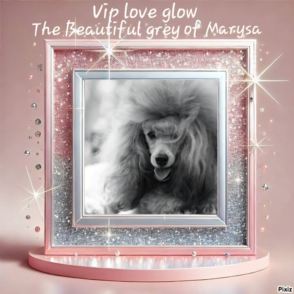 CH. Vip love glow The beautiful grey of marysa