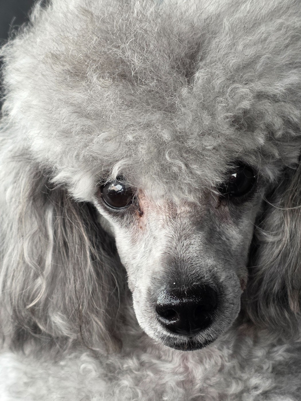 Uliana rose du Calife des Nuits Grises