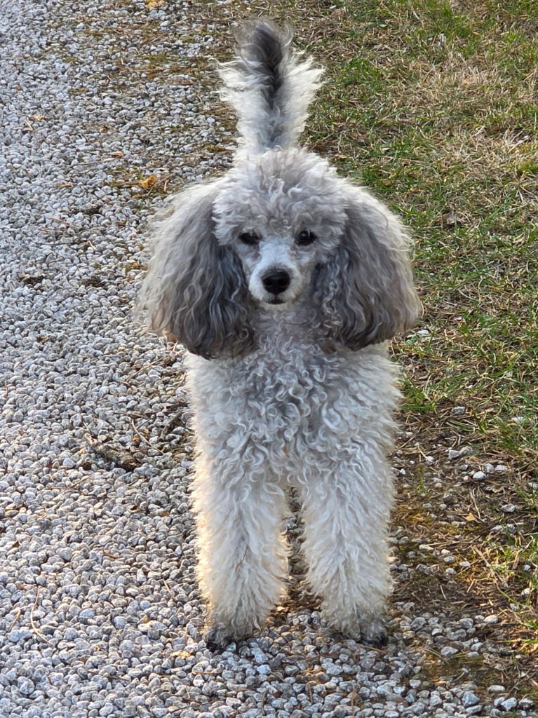 Uliana rose du Calife des Nuits Grises