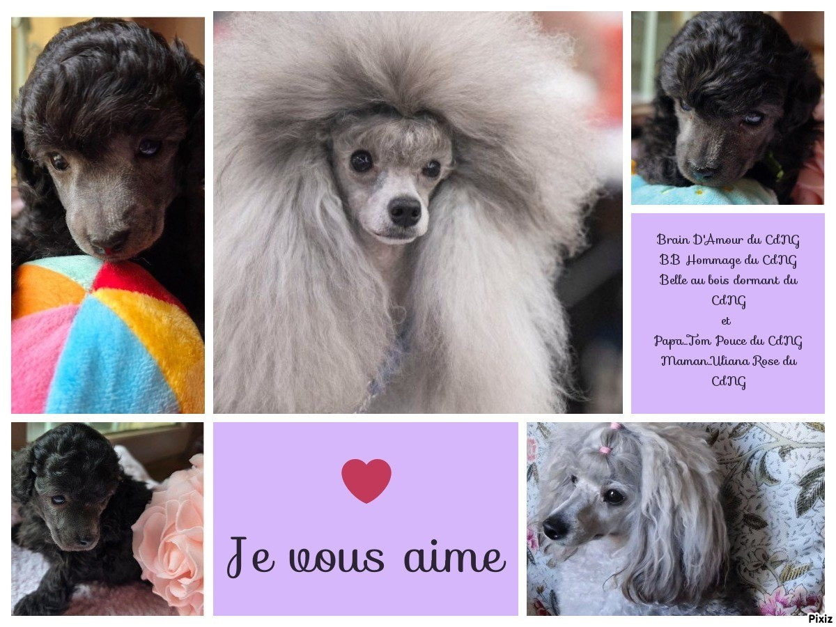 Chiot Caniche du Calife des Nuits Grises